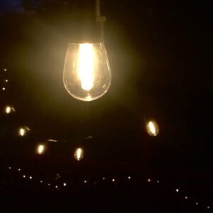 Fairy lights in a garden at nighttime