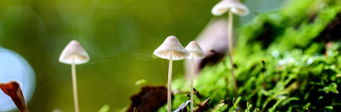 Macro photograph of tiny mushrooms growing amongst tendrils of moss.